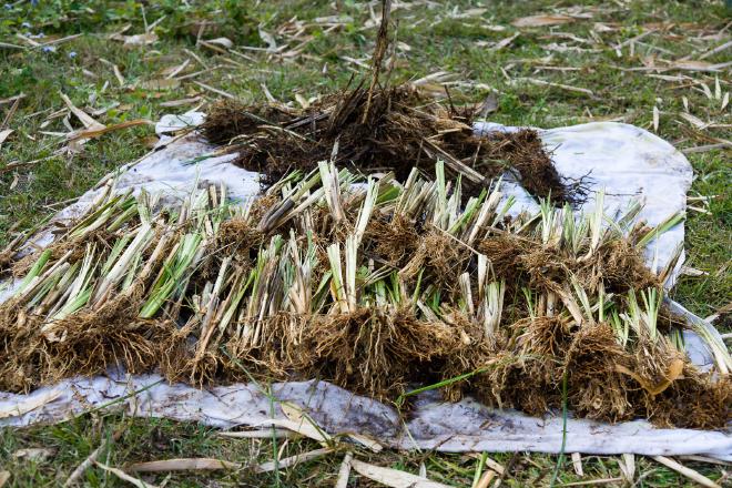 Anatomy of a Vetiver Clump