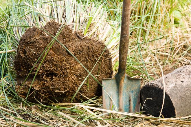 Anatomy of a Vetiver Clump