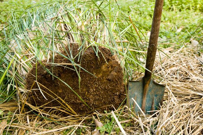 Anatomy of a Vetiver Clump