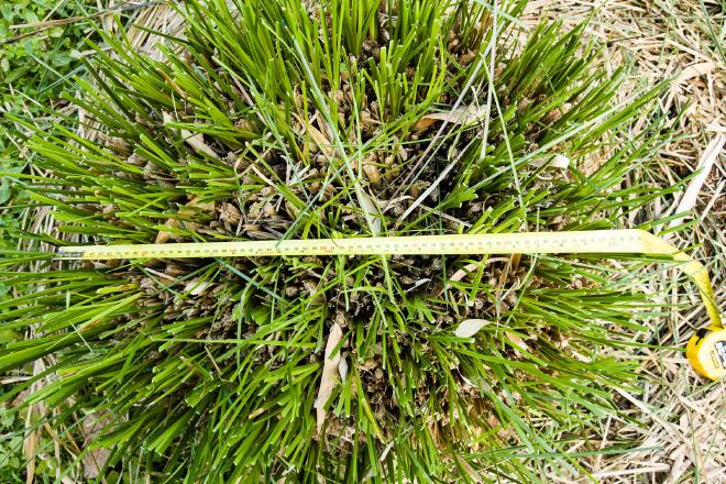 Anatomy of a Vetiver Clump