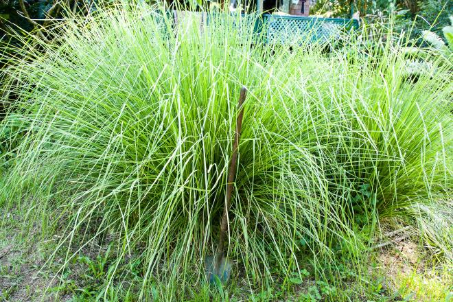 Anatomy of a Vetiver Clump