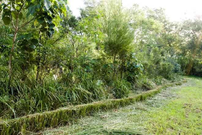 Making Vetiver biochar