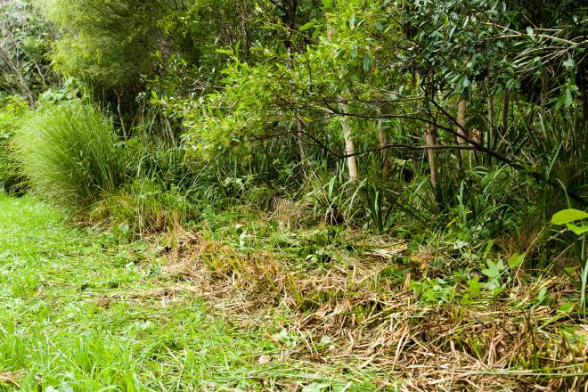 Vetiver being maintained