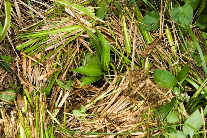 Vetiver being maintained