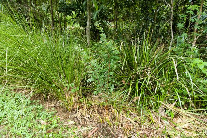 Vetiver being maintained