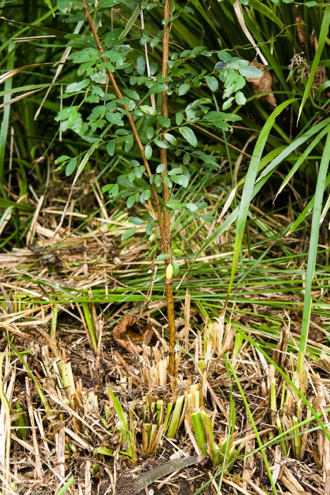 Vetiver being maintained