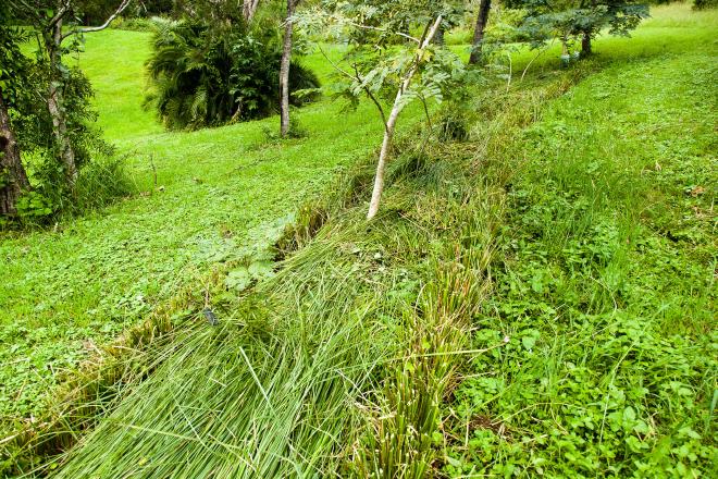 Vetiver being maintained