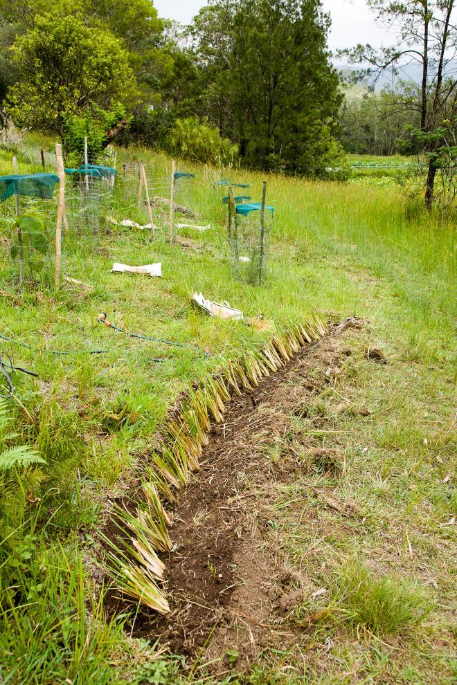 Vetiver being maintained