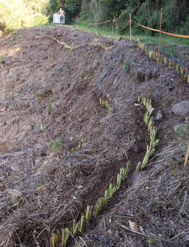 Vetiver hedges on Montville slip site