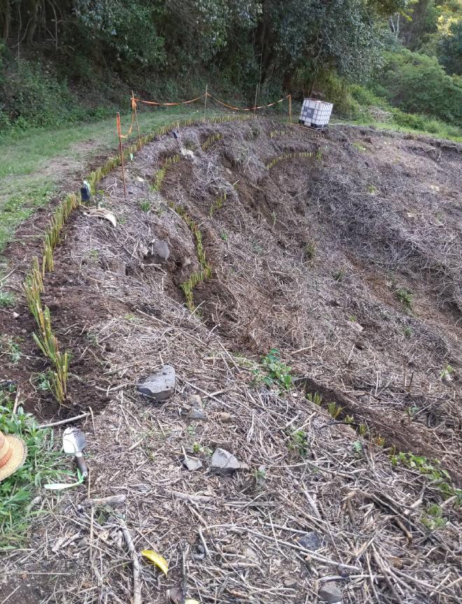 Vetiver hedges on Montville slip site