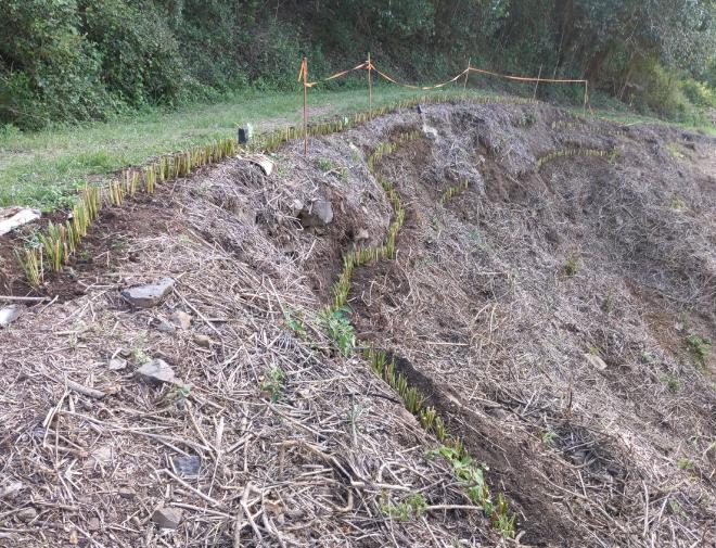 Vetiver hedges on Montville slip site