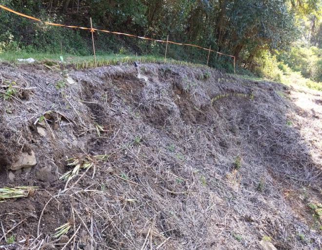 Vetiver hedges on Montville slip site