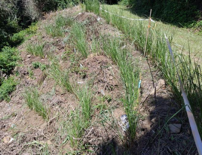 Vetiver hedges on Montville slip site