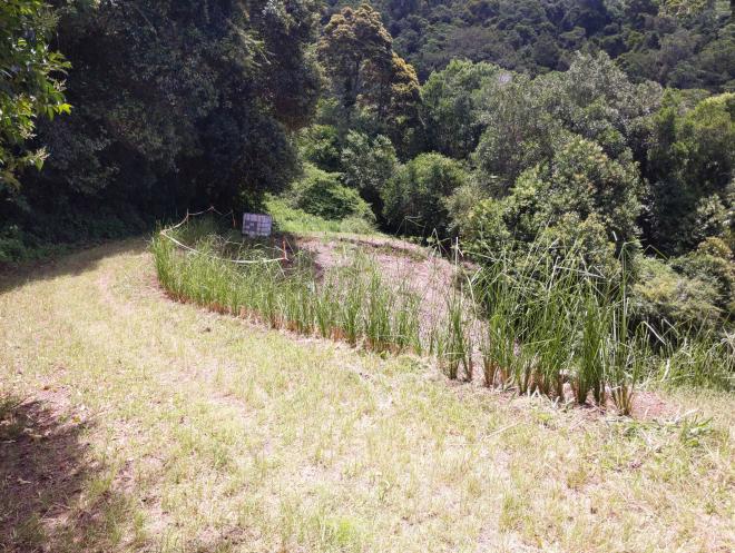 Vetiver hedges on Montville slip site