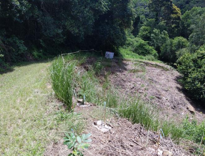 Vetiver hedges on Montville slip site