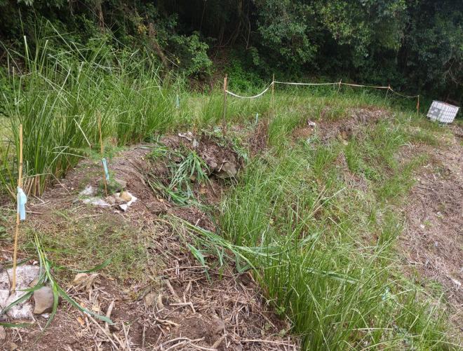 Vetiver hedges on Montville slip site