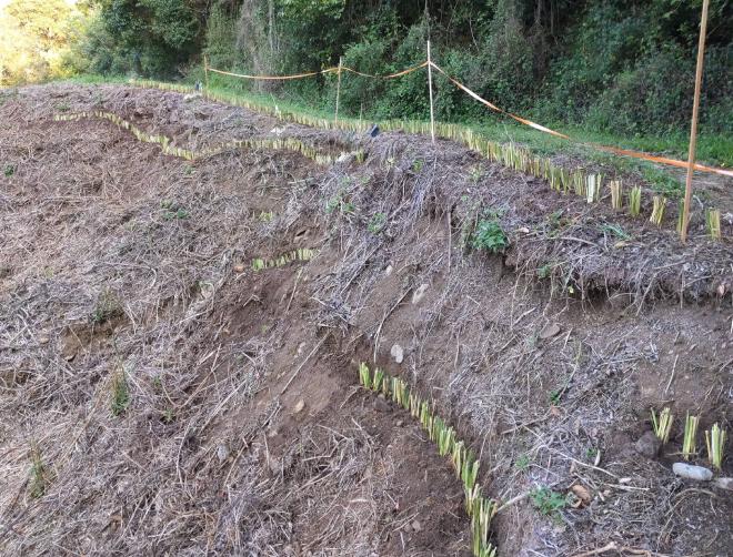 Vetiver hedges on Montville slip site