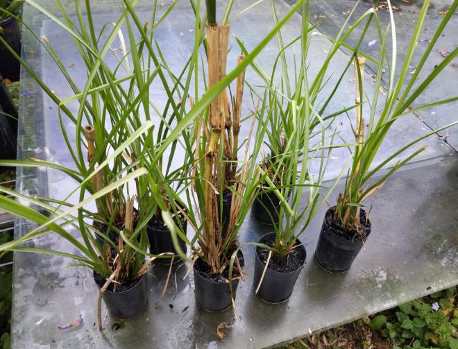 Vetiver in charpots