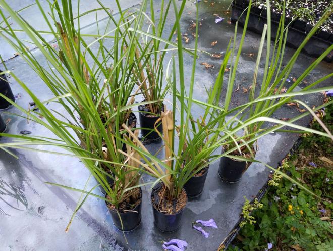 Vetiver in charpots