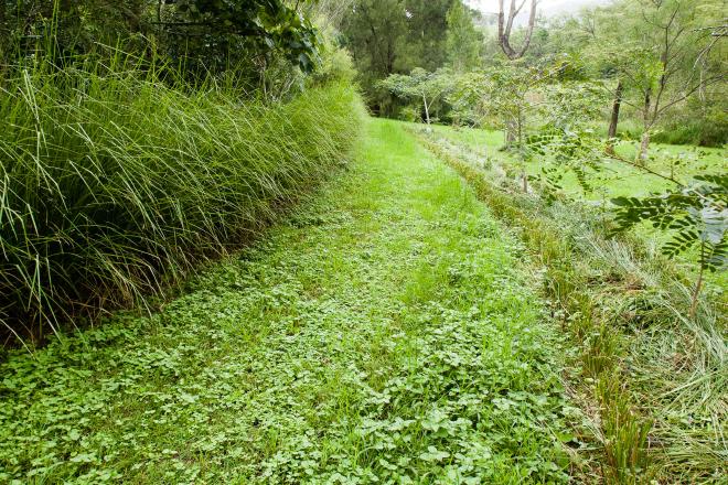 Prior to road cut next to hedge