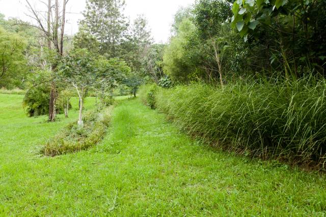 Prior to road cut next to hedge