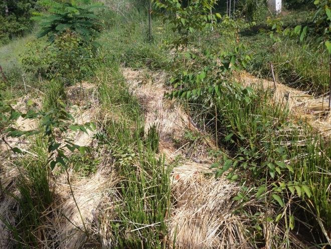 Mulch between Vetiver rows