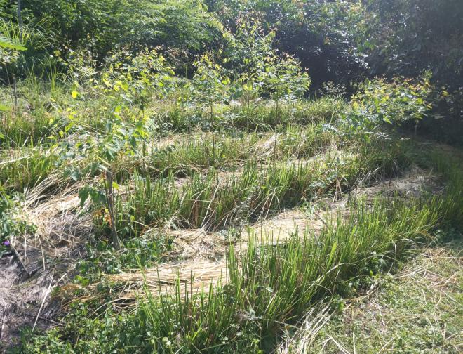 Mulch between Vetiver rows