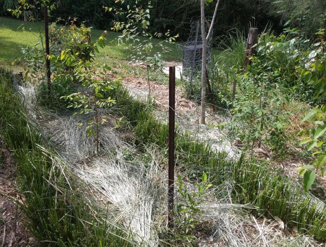 Mulch between Vetiver rows