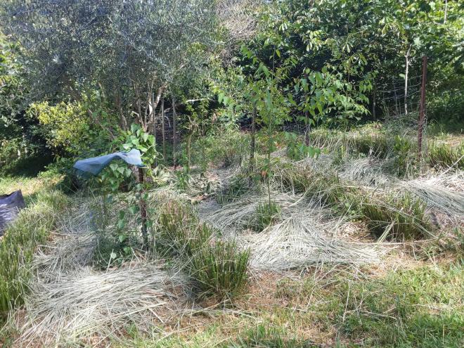 Mulch between Vetiver rows