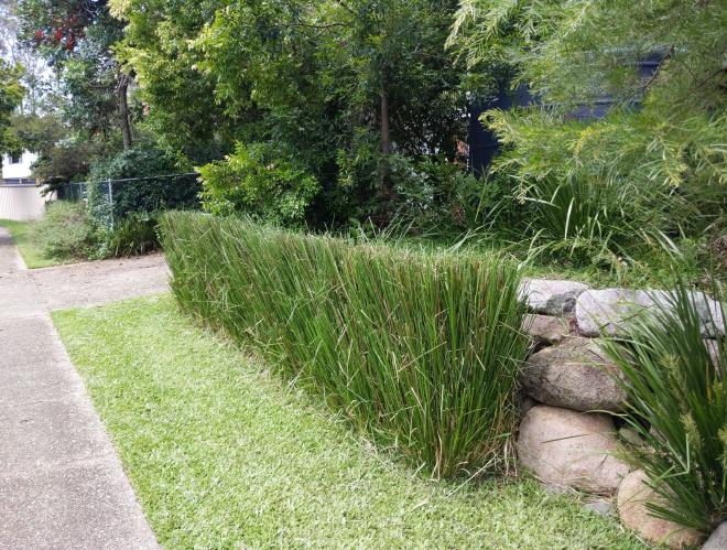 A neat Vetiver hedge