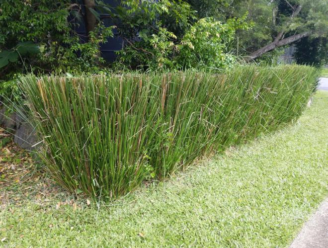 A neat Vetiver hedge