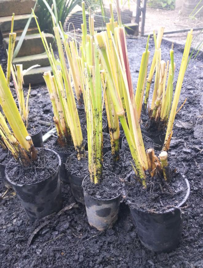 Vetiver grown in biochar