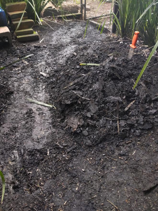 Vetiver grown in biochar