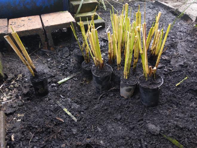 Vetiver grown in biochar