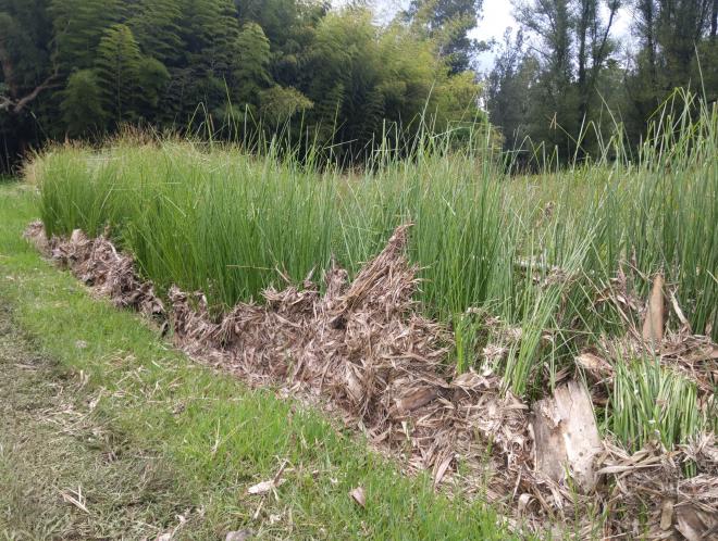 Leaves caught against a young Vetiver hedge