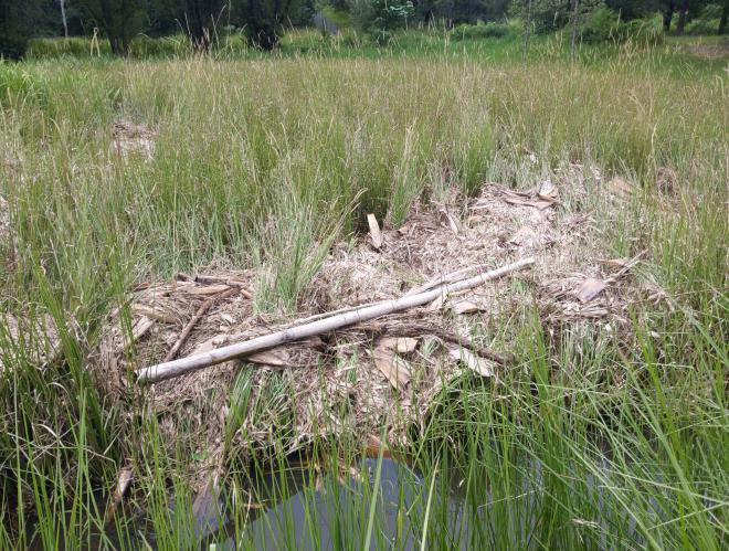 Leaves caught in a Vetiver depression