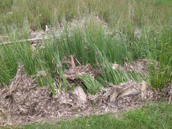 Leaves caught against a young Vetiver hedge