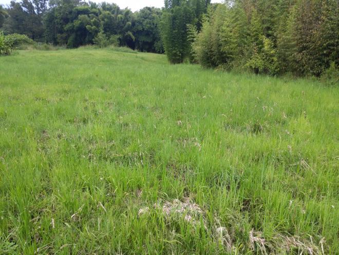 A photo of a grassy floodplain showing little deposition of organic matter