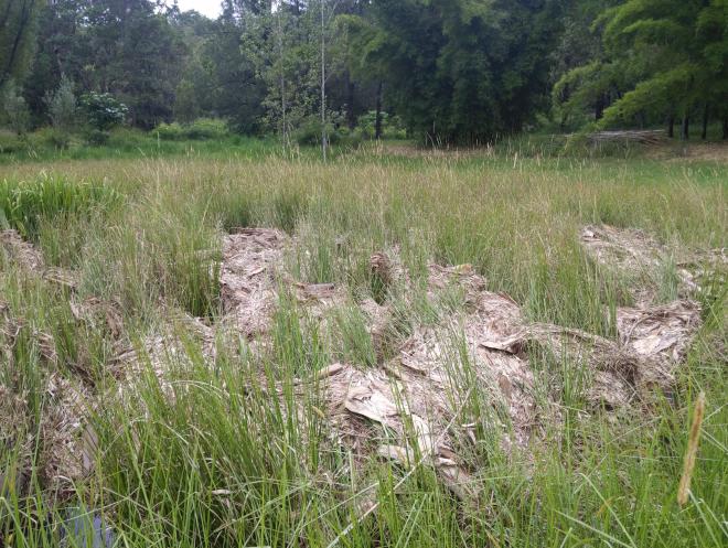 Leaves caught in a Vetiver depression