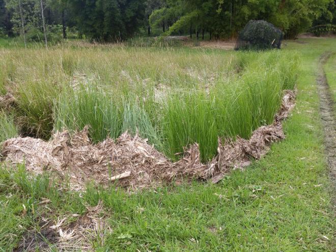 Leaves caught against a young Vetiver hedge