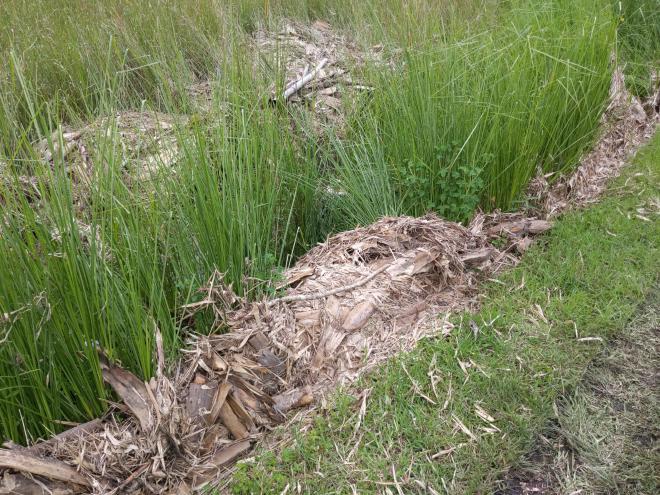 Leaves caught against a young Vetiver hedge