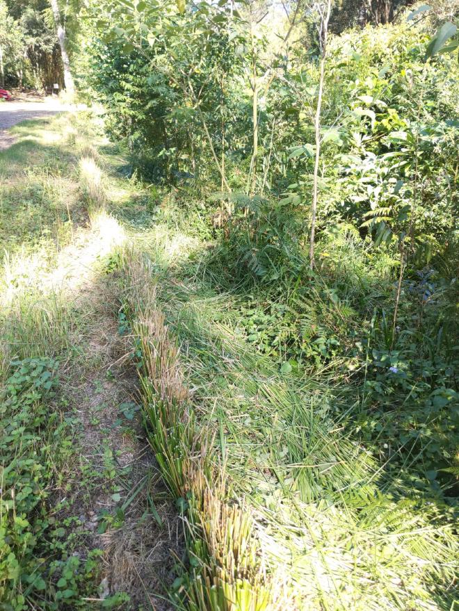 A roadside hedge being cut for mulch