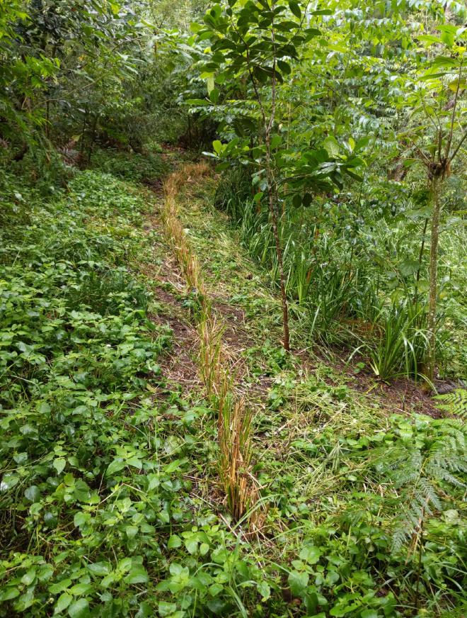 A roadside hedge being cut for mulch