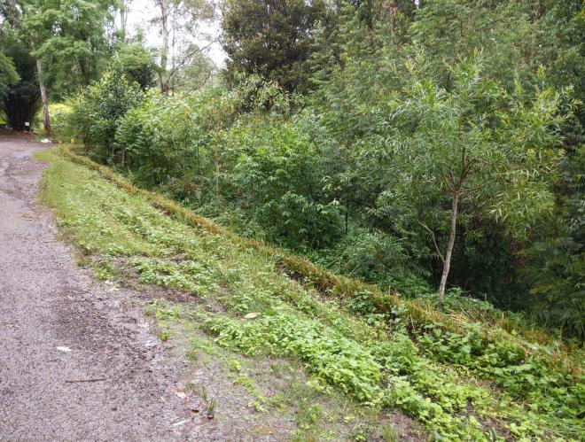 A roadside hedge being cut for mulch