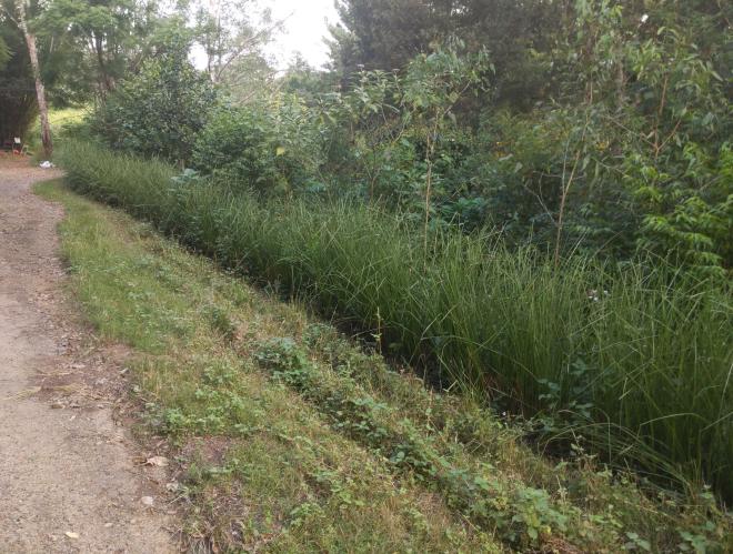 A roadside hedge being cut for mulch