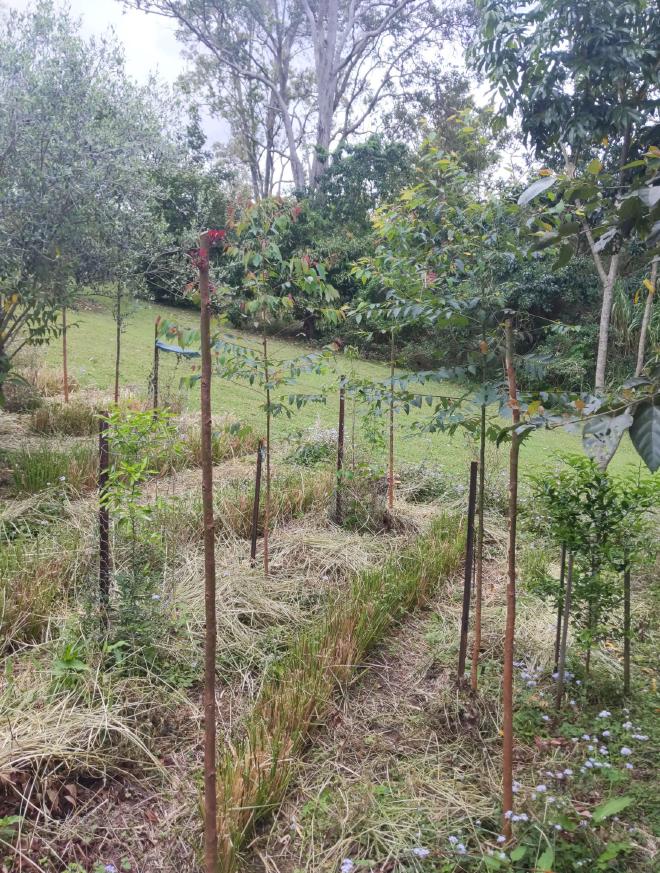 Vetiver grown in biochar