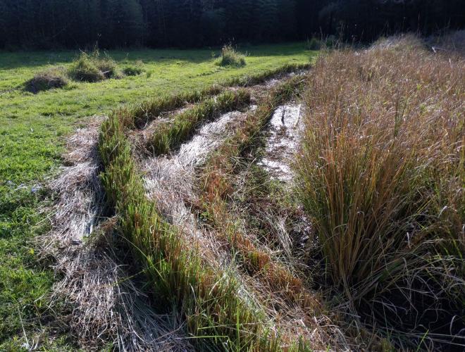 Vetiver on paddy wall