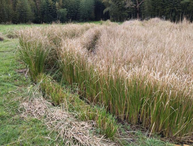 Vetiver on paddy wall