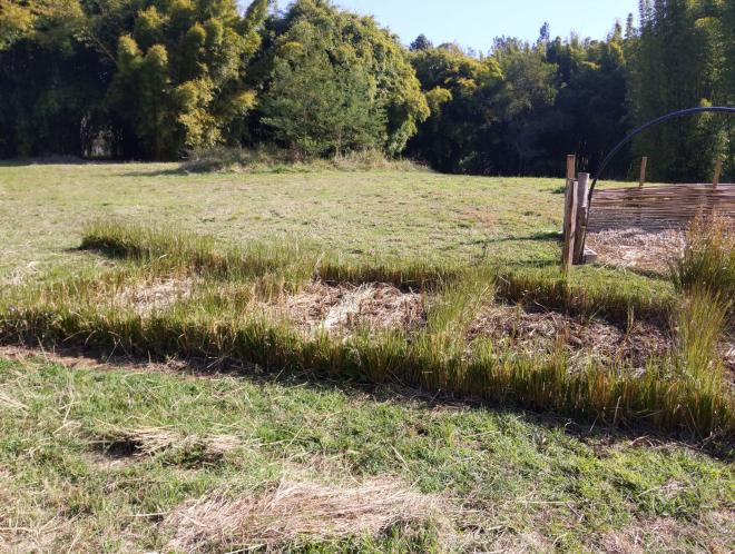 Permanent Vetiver rows with plants in-between