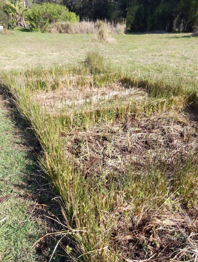 Permanent Vetiver rows with plants in-between